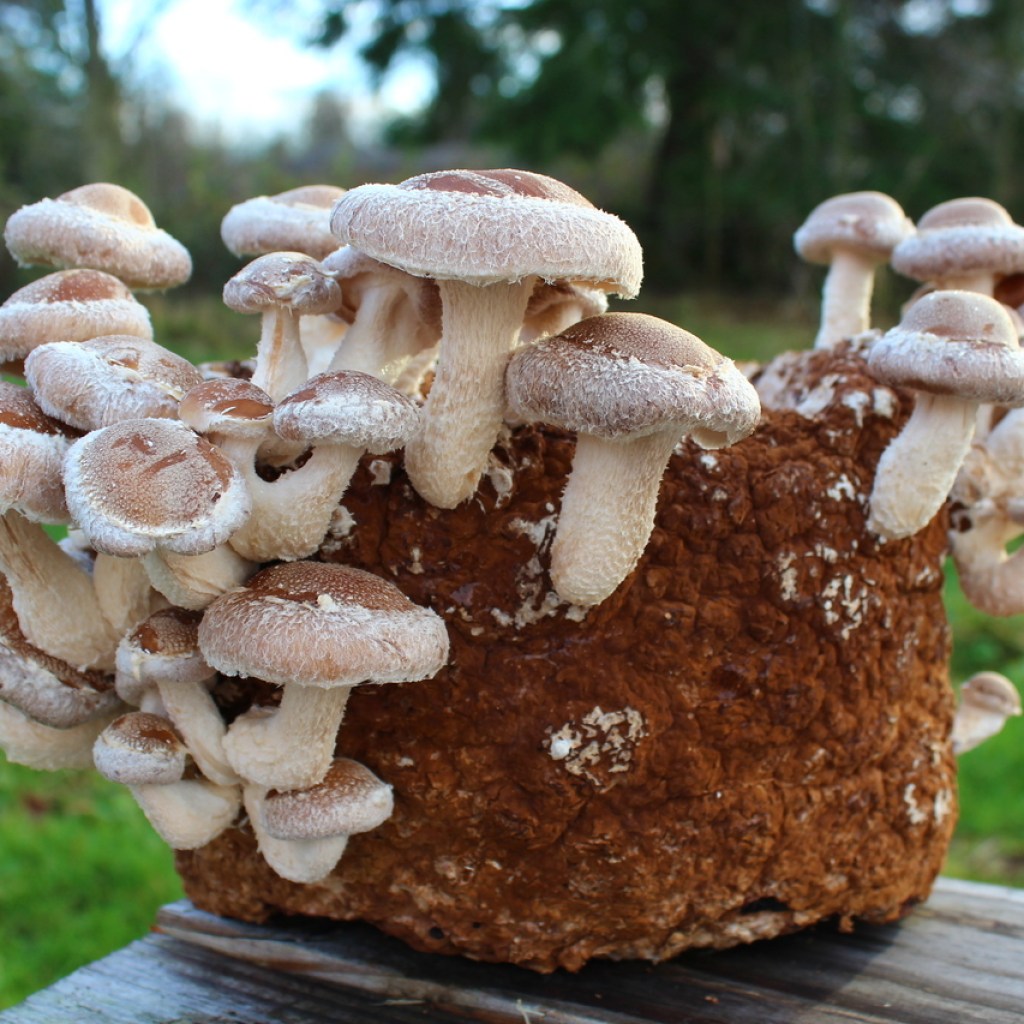 Mushroom Substrates Learn to Grow Mushrooms Cascadia Mushrooms
