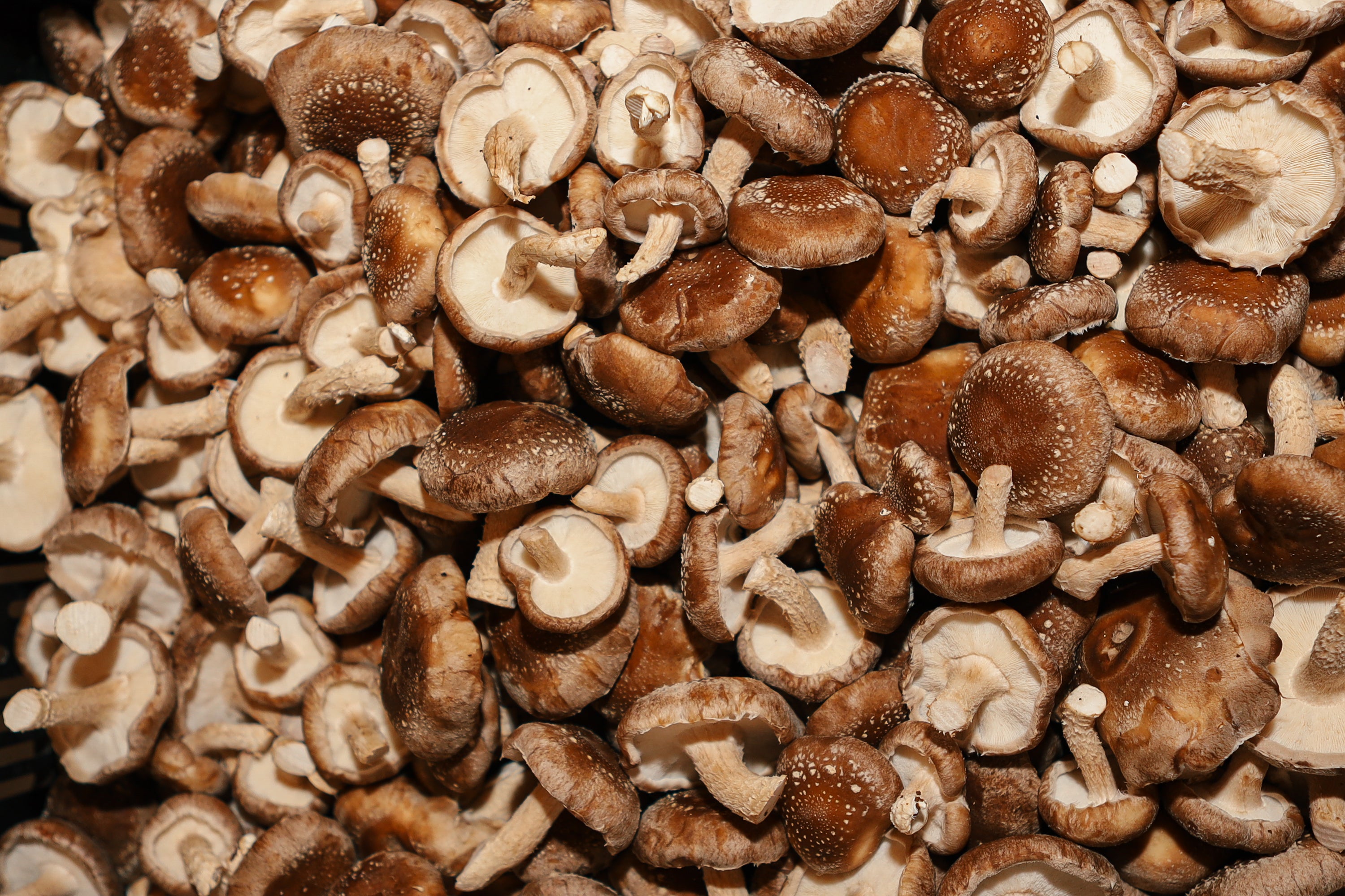 Everything You Need to Know About Shiitake Mushrooms – Cascadia Mushrooms