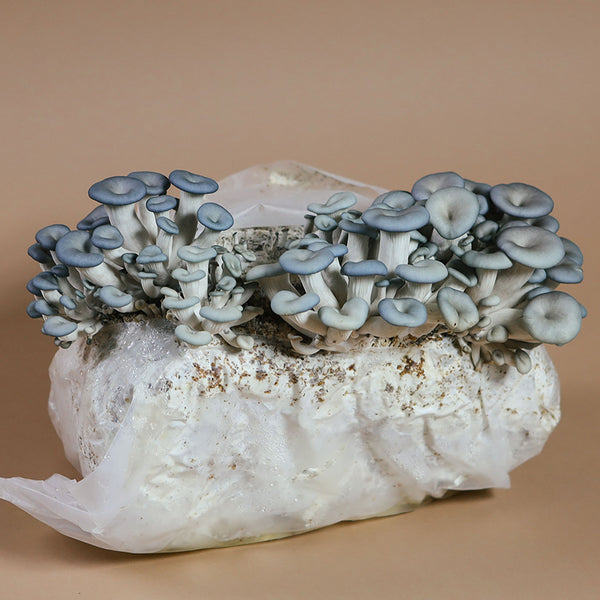 oyster mushroom growing kit