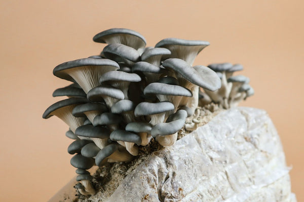 THE INCREDIBLE OYSTER MUSHROOM: A COMPLETE GUIDE