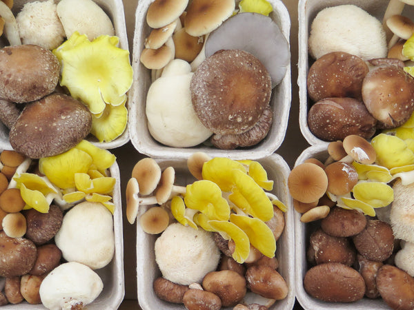 Mixed organic edible mushrooms for sale