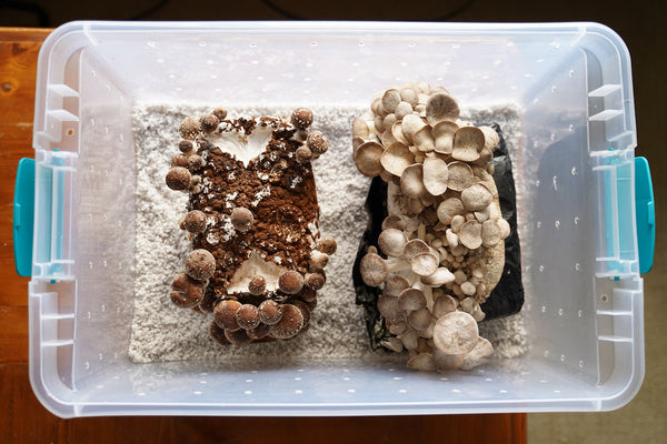 Shotgun fruiting chamber with shiitake and oyster mushroom grow kits
