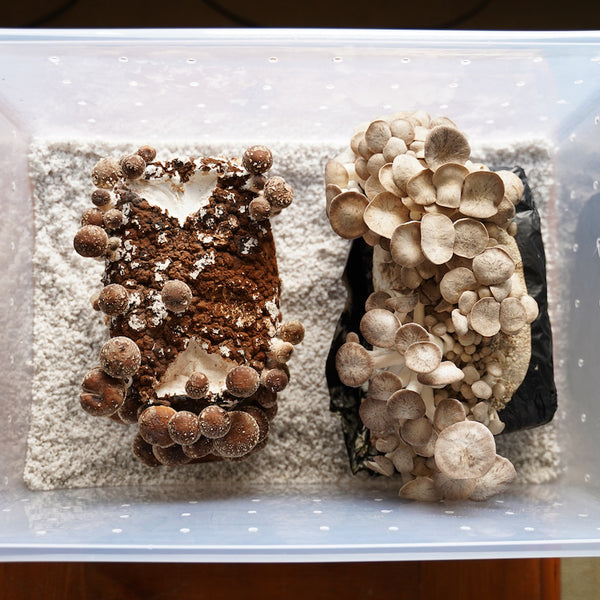 https://cascadiamushrooms.com/cdn/shop/articles/sgfc-shiitake-oyster_600x600_crop_center.jpg?v=1633539564