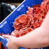 Pink Oyster Mushroom Grow Kit