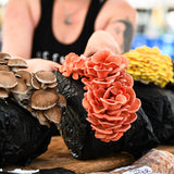 Pink Oyster Mushroom Grow Kit