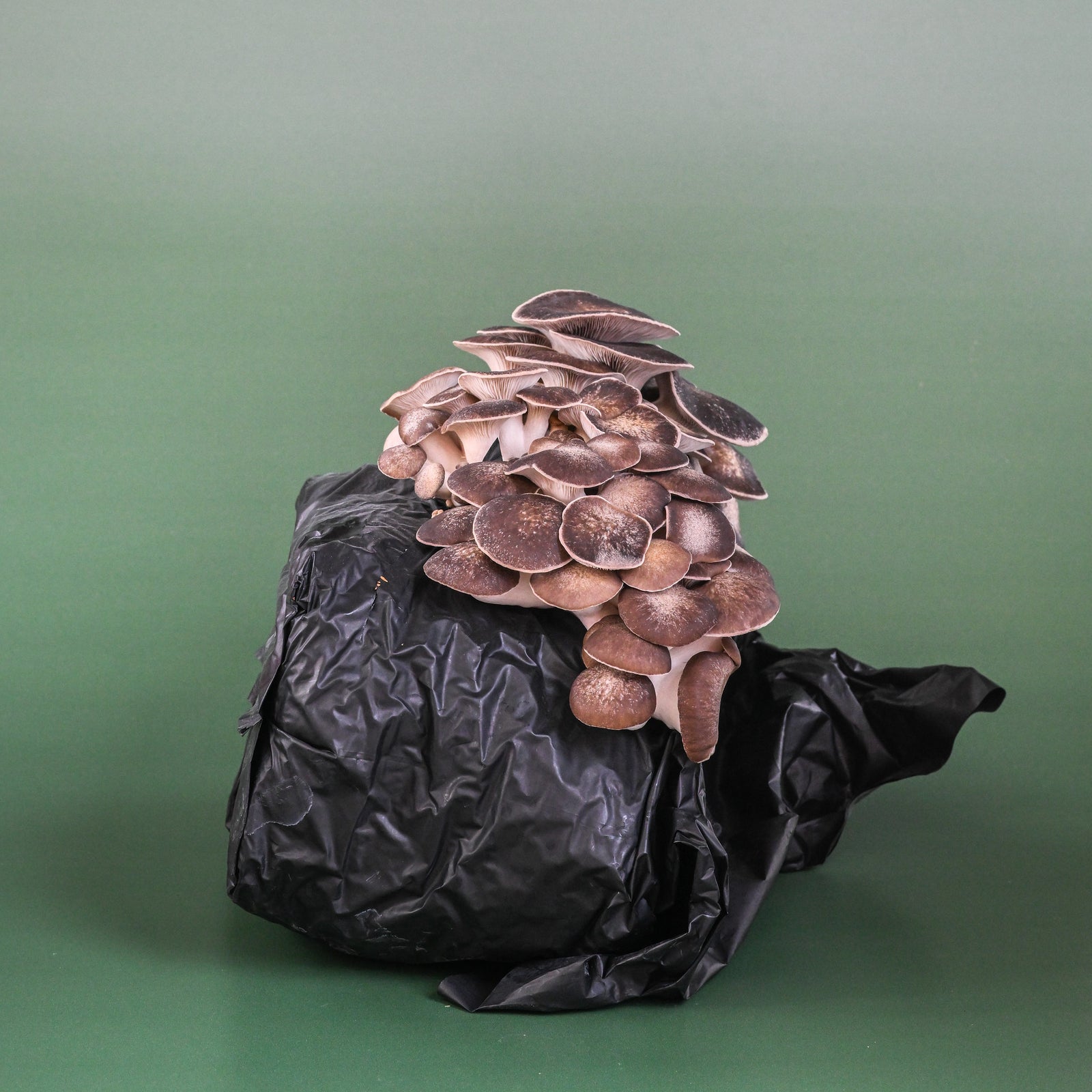Cosmic Queen Oyster Mushroom Grow Kit | Grow Oyster Mushrooms