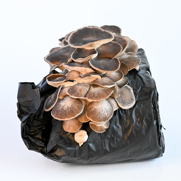 mushroom　0805 YME x Growtropicals Grey Oyster Mushroom Kit | Indoor Plants