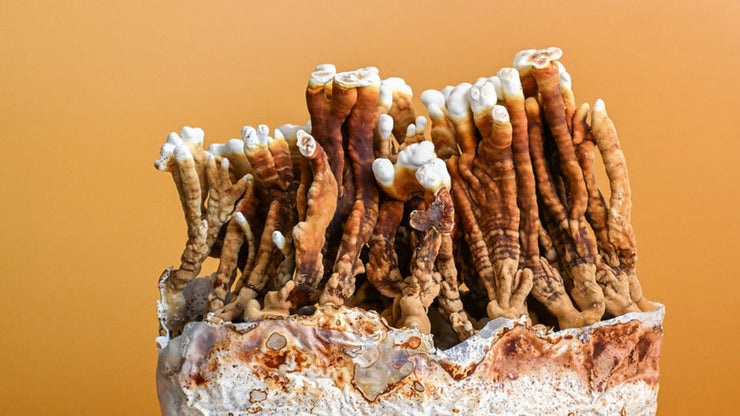 Reishi kit on orange background 