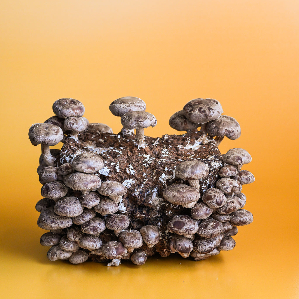 Cascadia Mushrooms Shiitake Mushroom Grow Kit