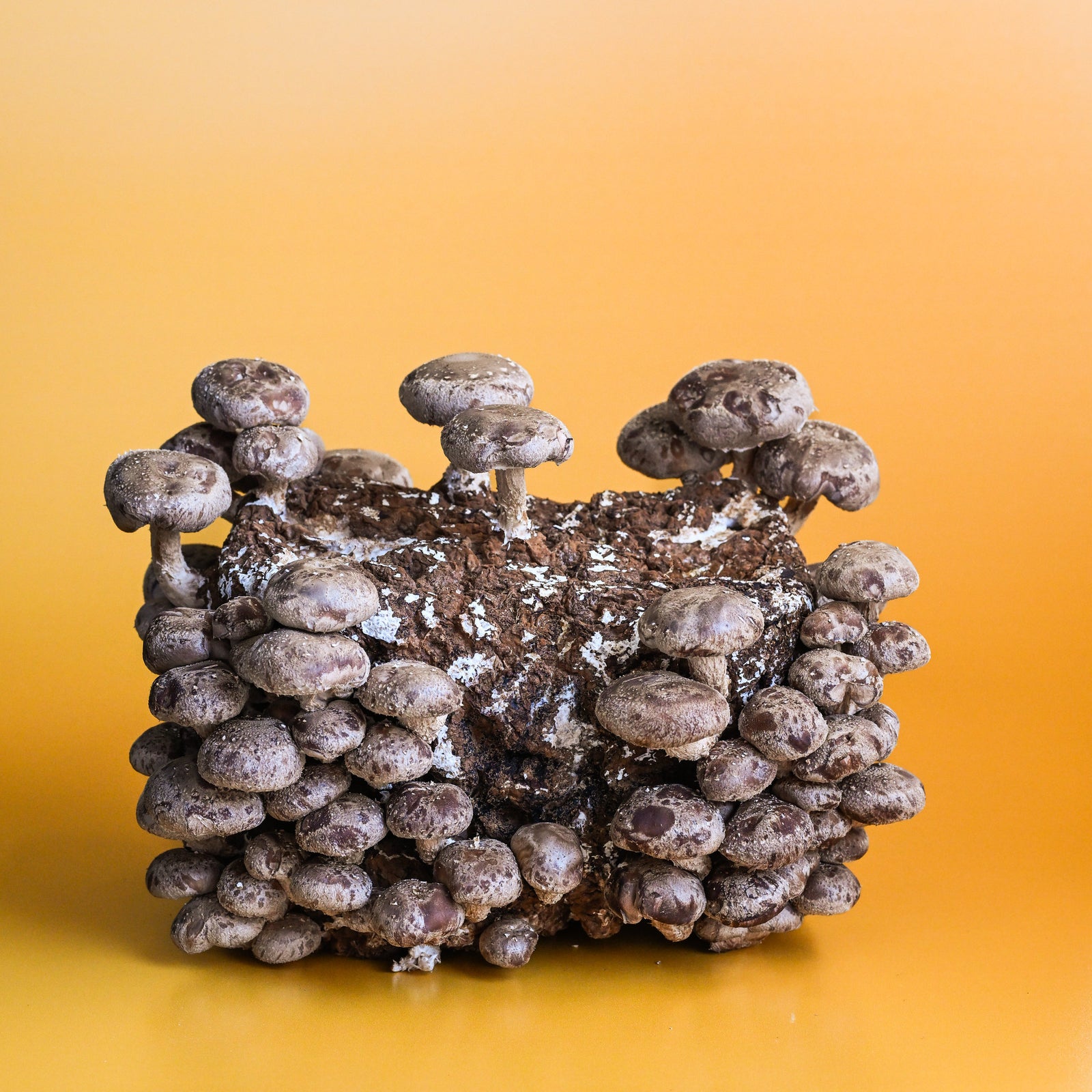 mushroom　0120 Wild North Mushrooms – BrightSide Produce