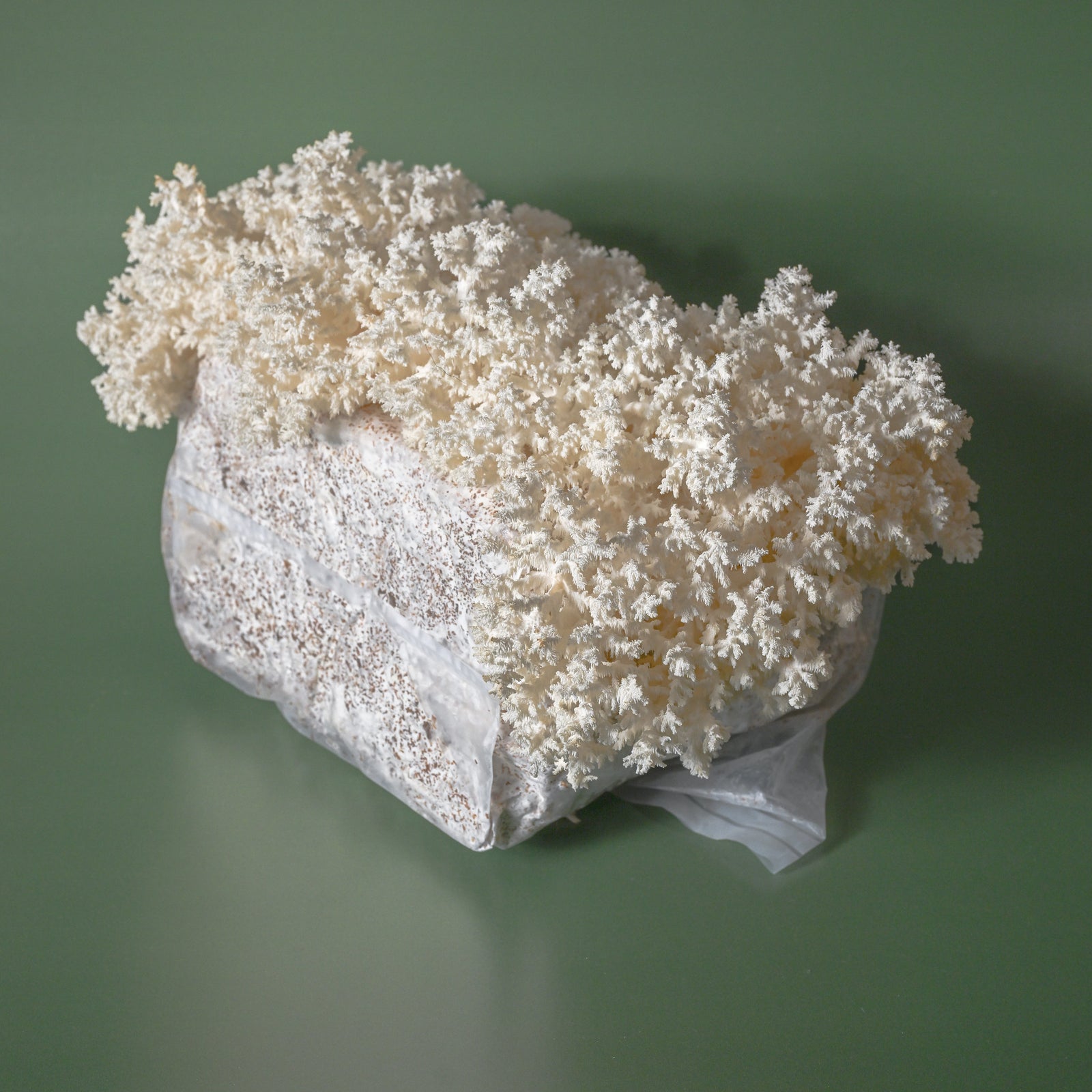 mushroom　0324 Lion's Mane Mushroom Grow Kit | Growing Lion's Mane Mushrooms