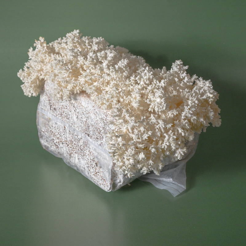 Coral Tooth Grow Kit