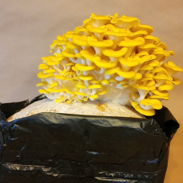 Golden Oyster Mushroom Grow Kit