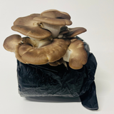Italian Oyster Mushroom Grow Kit