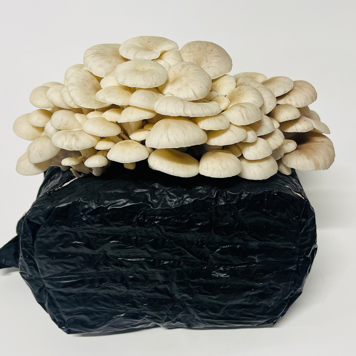 Cascadia Mushrooms | Organic Mushroom Kits