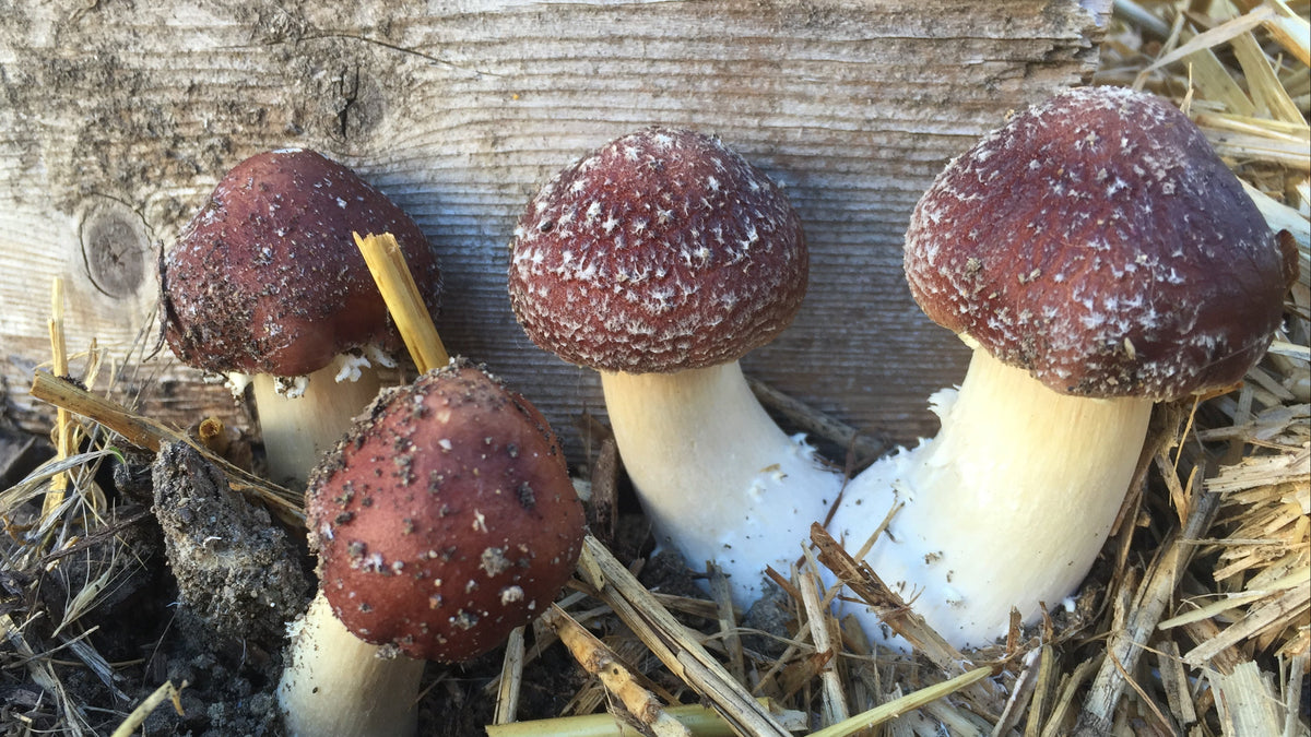 Cascadia Mushrooms | Organic Mushroom Kits