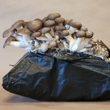 Cosmic Queen Oyster Mushroom Grow Kit