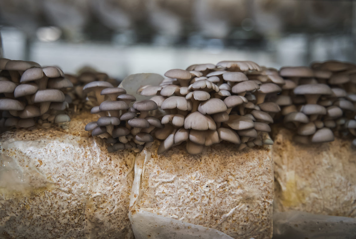 Blue oyster mushrooms grown organically