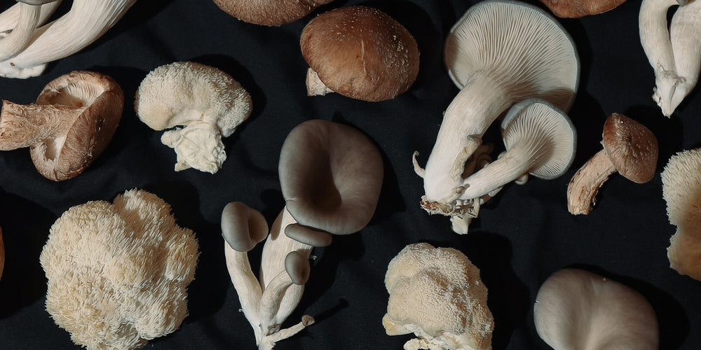 Gourmet organic mushrooms grown by Cascadia Mushrooms