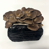 Italian Oyster Mushroom Grow Kit