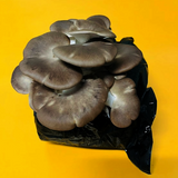 Italian Oyster Mushroom Grow Kit