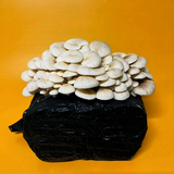 Elm Oyster Mushroom Grow Kit