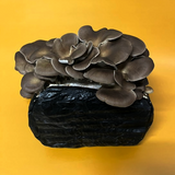 Italian Oyster Mushroom Grow Kit