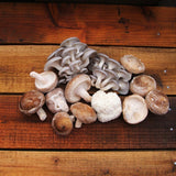 fresh organic mushrooms from cascadia mushrooms
