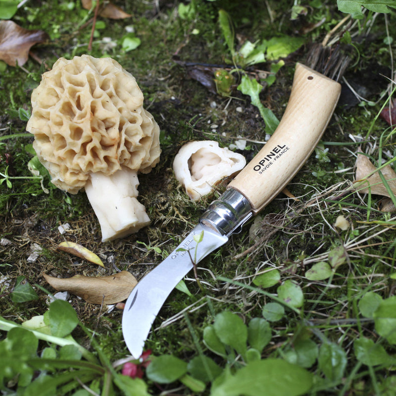 mushroom hunting knife