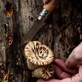 harvesting mushrooms with mushroom hunter's knife