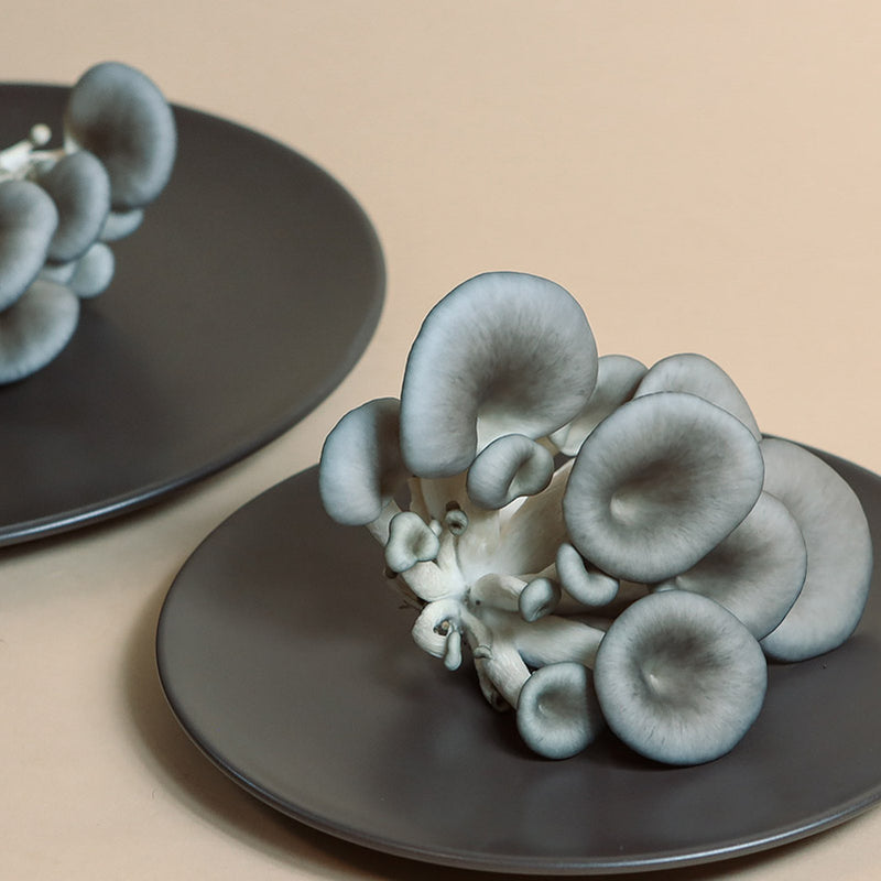 Beautiful blue oyster mushrooms