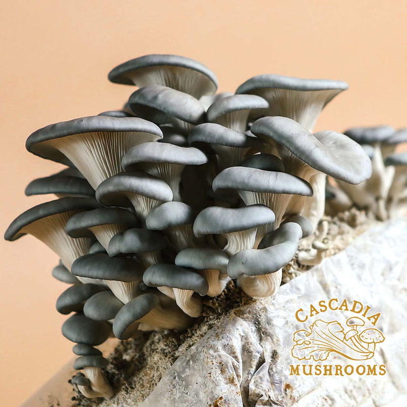 Cascadia Mushrooms digital gift certificate