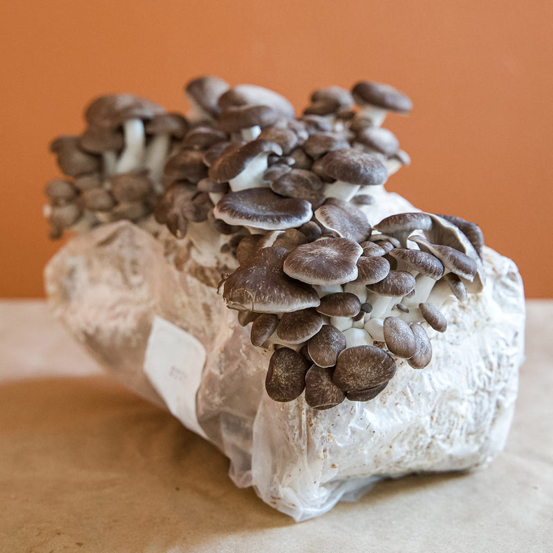Queen Oyster mushroom grow kit by Cascadia Mushrooms