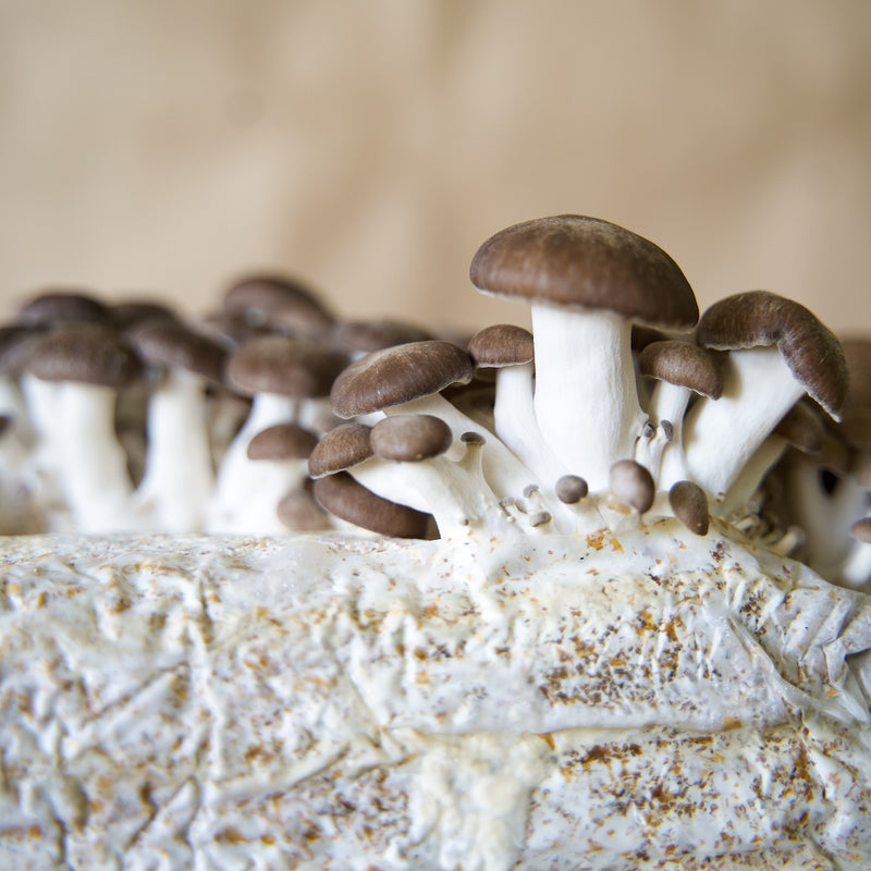 Closeup of Queen Oyster mushrooms