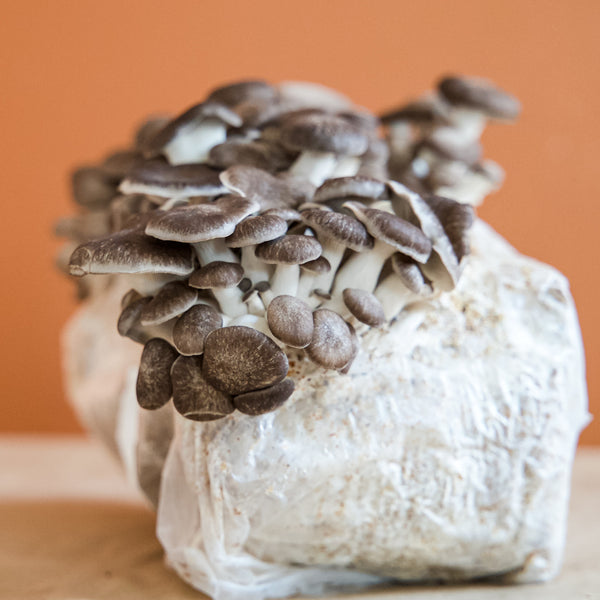 Cosmic Queen Oyster mushrooms