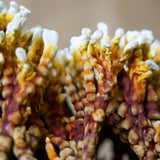 Closeup of reishi mushroom antlers