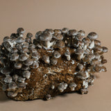 grow shiitake mushrooms at home