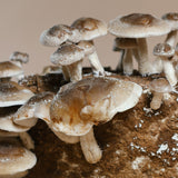 organic shiitake mushroom kit