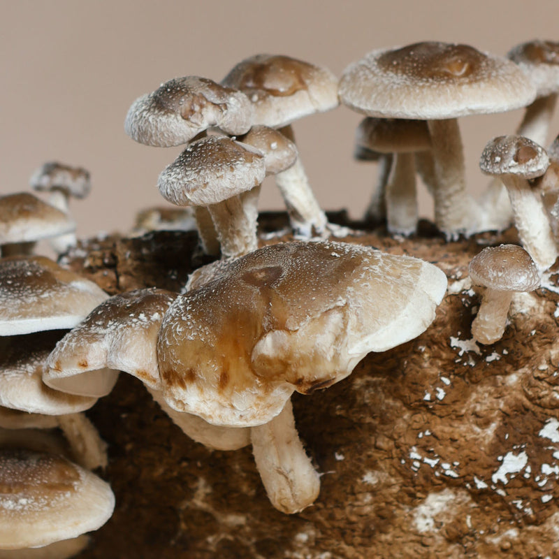 Shitake Mushrooms