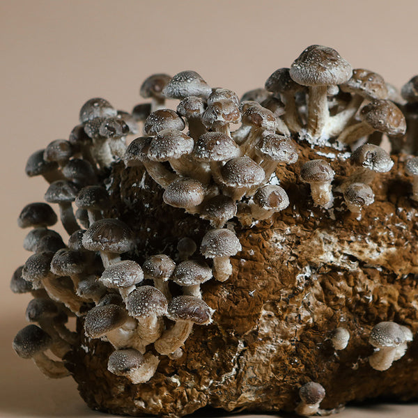 Can You Grow Mushrooms on Mold? 