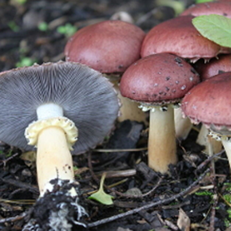 Wine Cap Stropharia Garden Starter Grow Wine Cap Mushrooms Cascadia